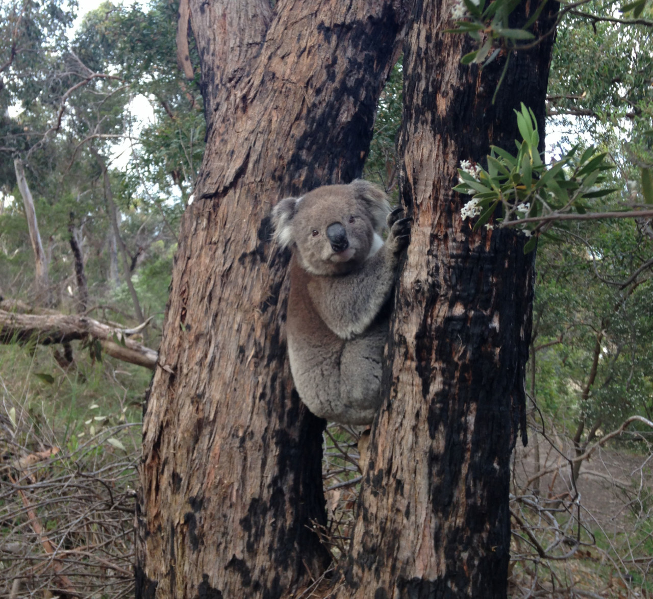 koala